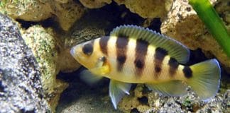 Neolamprologus sexfasciatus