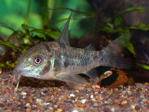 Corydoras paleatus