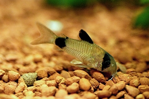 Corydoras panda