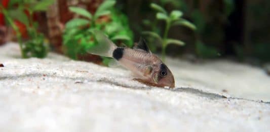 Corydoras, tra acquario e natura