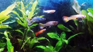 Guppy (Poecilia reticulata): la riproduzione