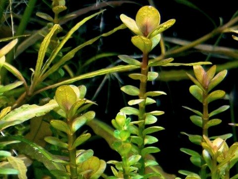 Rotala indica