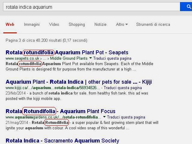 Rotala indica su Google