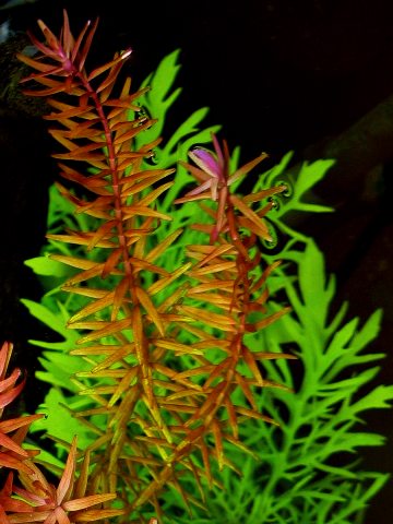 Rotala rotundifolia