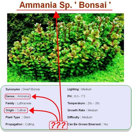 ammannia sp bonsai