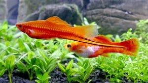 Allestimento acquario per Poecilidi