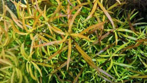 Ludwigia arcuata