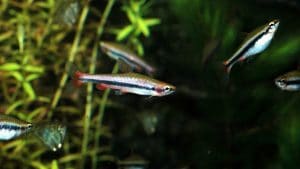 Nannostomus beckfordi: il pesce matita