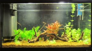 Acquario Ferplast Cayman 80