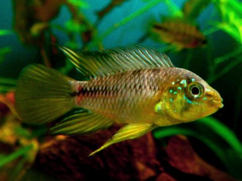 Apistogramma borelli