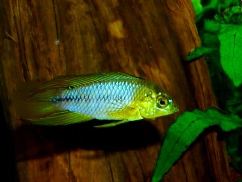 Apistogramma borelli