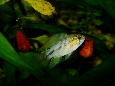 Apistogramma borellii