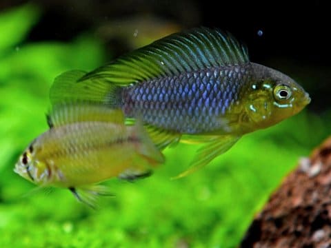 Apistogramma borellii - Maschio e femmina