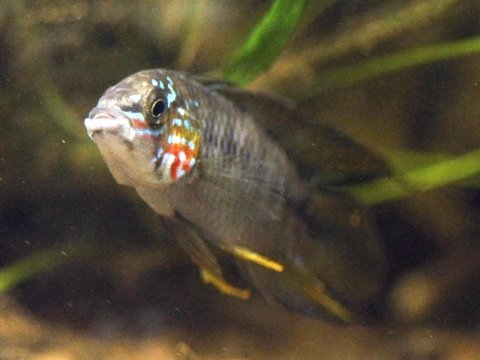 Apistogramma borellii opal