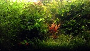 Acquario 110 litri di Cuttlebone fertilizzato con PMDD avanzato