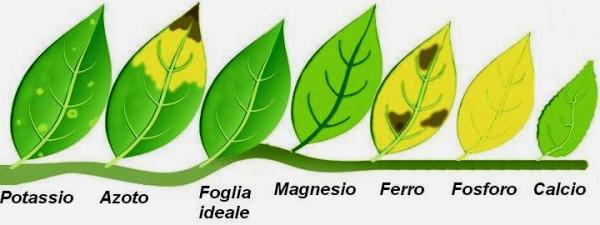 In order: potassium, nitrogen, ideal leaf, magnesium, iron, phosphorus, calcium