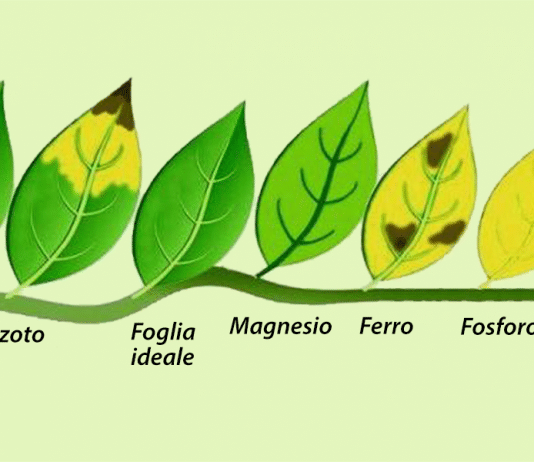 Macro e micro-elementi per le piante d’acquario