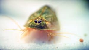 Triops: allevamento in acquario