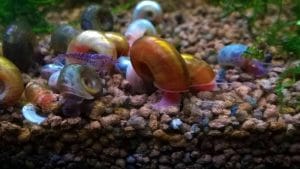 Lumache negli acquari di acqua dolce