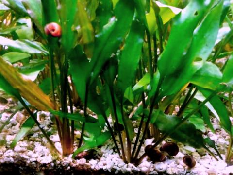 Cryptocoryne walkeri