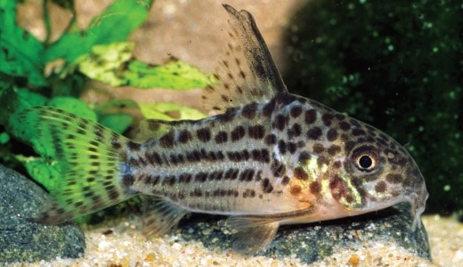 Corydoras araguaiaensis