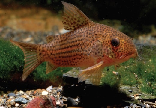 Corydoras eversi