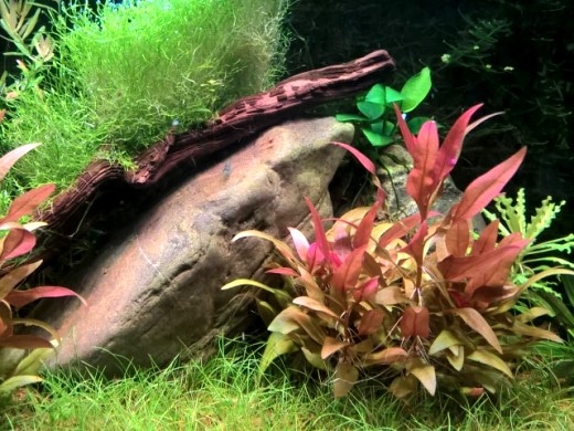 Acquario LED