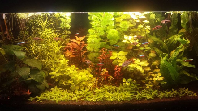 Acquario illuminato con soli LED