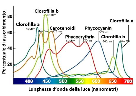 Grafico dei picchi di assorbimento dei pigmenti