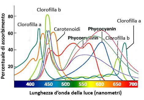 Sovrapposizione dello spettro di emissione dei led bianchi con il grafico dei picchi di assorbimento dei pigmenti