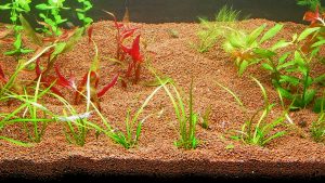 Il Manado in acquario: questo sconosciuto