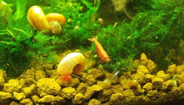 Neocaridina con banda sul dorso