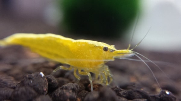 Neocaridina davidi varietà Yellow neon