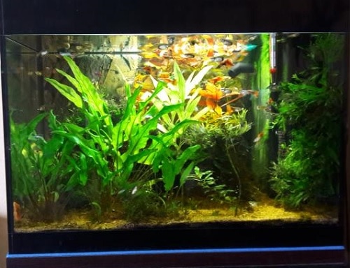 Acquario Askoll Pure con illuminazione modificata