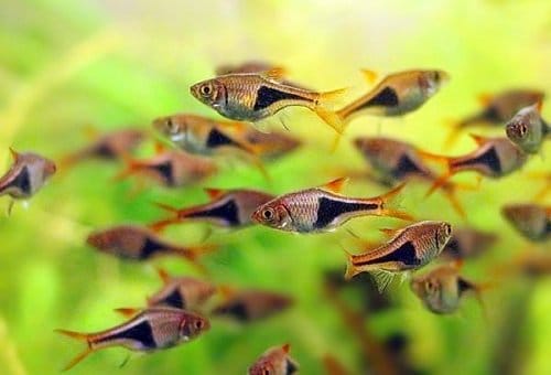 Banco Trigonostigma rasbora heteromorpha