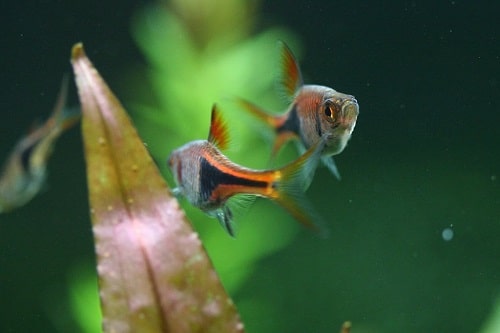 Harlequin Rasbora Heteromorpha 1