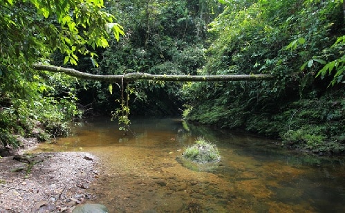 Torrente