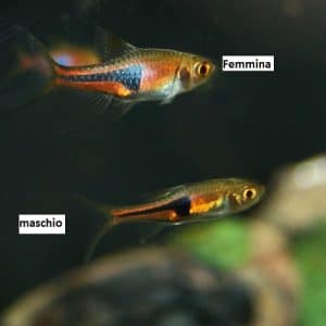 coppia trigonostima rasbora espei