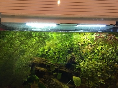 Acquario illuminato con i LED COB