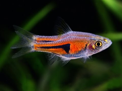 Coppia di Trigonostigma espei durante il corteggiamento