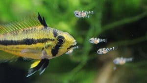 Riproduzione Apistogramma cacatuoides