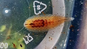 The Snail Leech - Le sanguisughe delle lumache