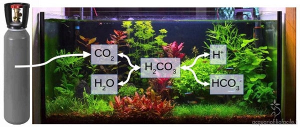 Schema dell'azione acidificante della CO2