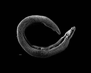 Schistosoma 20041 300