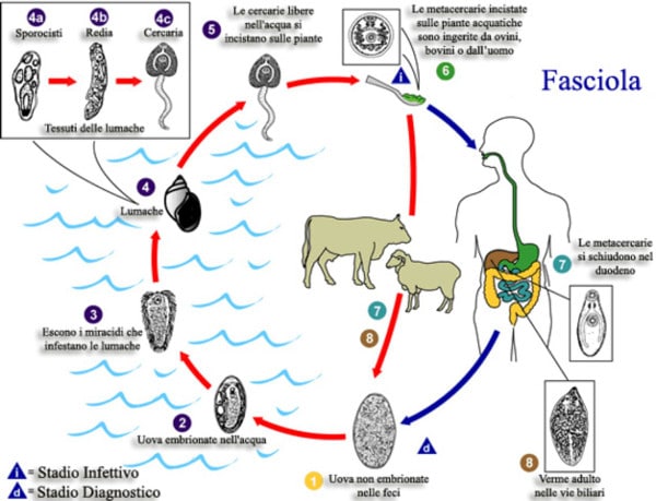 Ciclo Vita Fascioliasi