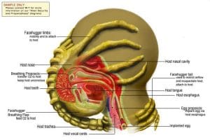 Facehugger Diagram