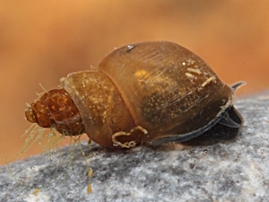 lumache acquario truncatula mrkvicka