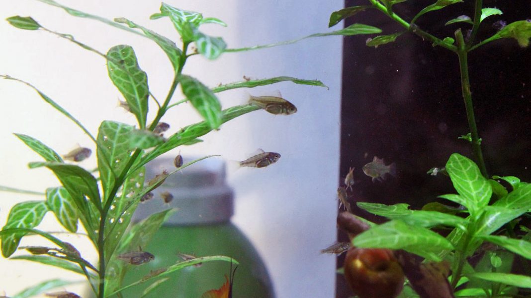 Riproduzione Mikrogeophagus ramirezi