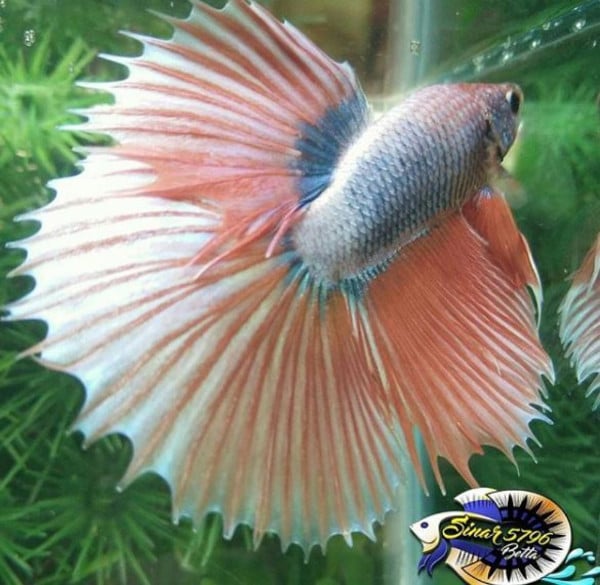 Betta show Halfsun sinarbetta