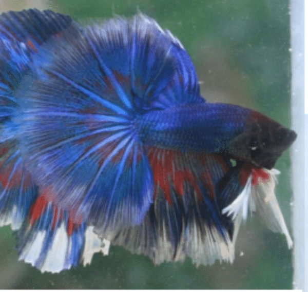 Betta show ohm banjiilabetta